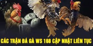 Trải Nghiệm Ws168 Đá Gà Online Đỉnh Cao Trên Nhà Cái Au88